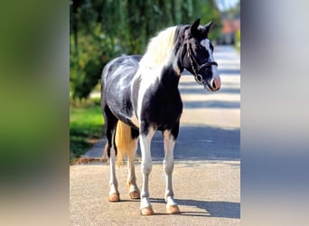 Weitere Ponys/Kleinpferde, Wallach, 5 Jahre, 138 cm