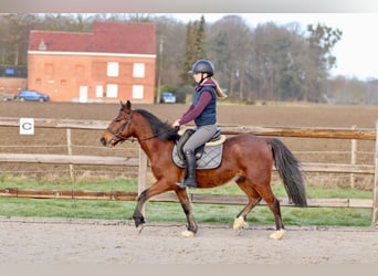 Weitere Ponys/Kleinpferde, Wallach, 5 Jahre, 140 cm, Brauner