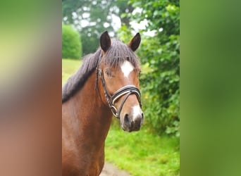 Weitere Ponys/Kleinpferde Mix, Wallach, 5 Jahre, 140 cm, Schecke