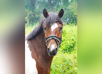 Weitere Ponys/Kleinpferde Mix, Wallach, 5 Jahre, 140 cm, Schecke