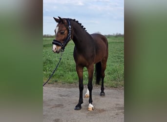Weitere Ponys/Kleinpferde, Wallach, 5 Jahre, 142 cm, Brauner