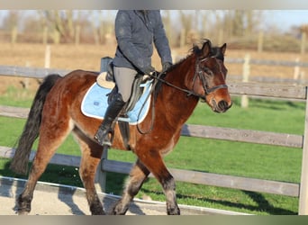 Weitere Ponys/Kleinpferde, Wallach, 5 Jahre, 142 cm, Brauner