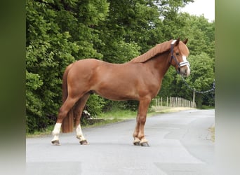 Weitere Ponys/Kleinpferde, Wallach, 5 Jahre, 142 cm, Fuchs