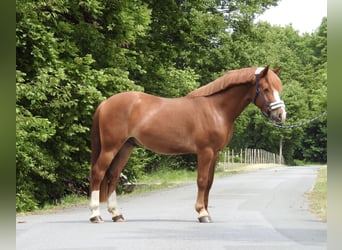 Weitere Ponys/Kleinpferde, Wallach, 5 Jahre, 142 cm, Fuchs