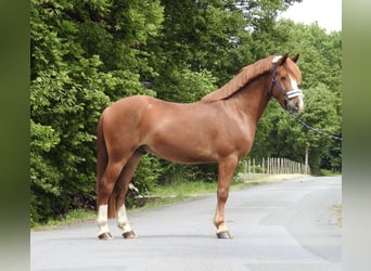 Weitere Ponys/Kleinpferde, Wallach, 5 Jahre, 142 cm, Fuchs