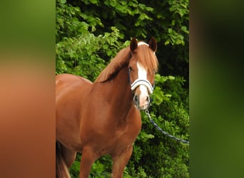 Weitere Ponys/Kleinpferde, Wallach, 5 Jahre, 142 cm, Fuchs