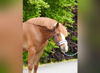 Weitere Ponys/Kleinpferde, Wallach, 5 Jahre, 142 cm, Fuchs