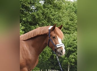 Weitere Ponys/Kleinpferde, Wallach, 5 Jahre, 142 cm, Fuchs