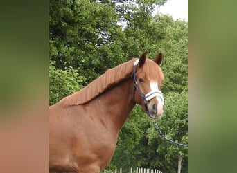 Weitere Ponys/Kleinpferde, Wallach, 5 Jahre, 142 cm, Fuchs
