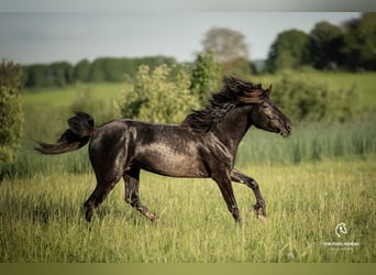 Weitere Ponys/Kleinpferde, Wallach, 5 Jahre, 142 cm, Rappe