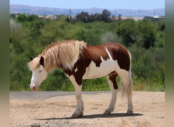 Weitere Ponys/Kleinpferde, Wallach, 5 Jahre, 142 cm, Schecke