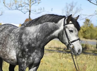 Weitere Ponys/Kleinpferde, Wallach, 5 Jahre, 144 cm, Apfelschimmel