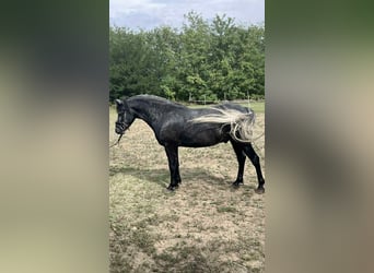Weitere Ponys/Kleinpferde, Wallach, 5 Jahre, 144 cm, Schimmel