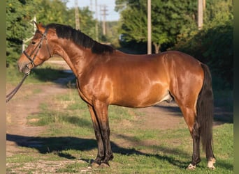 Weitere Ponys/Kleinpferde, Wallach, 5 Jahre, 145 cm, Brauner