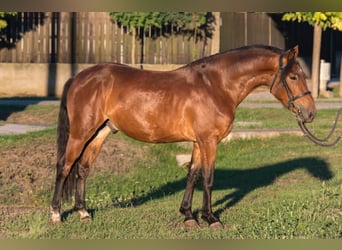 Weitere Ponys/Kleinpferde, Wallach, 5 Jahre, 145 cm, Brauner
