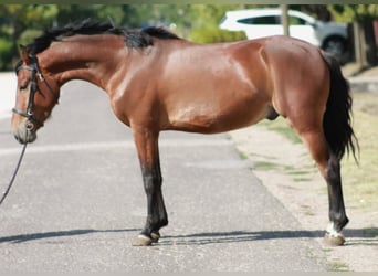 Weitere Ponys/Kleinpferde, Wallach, 5 Jahre, 145 cm, Brauner
