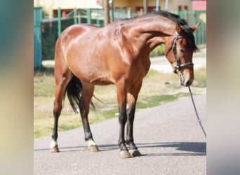 Weitere Ponys/Kleinpferde, Wallach, 5 Jahre, 145 cm, Brauner