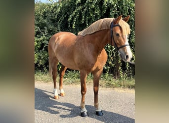 Weitere Ponys/Kleinpferde, Wallach, 5 Jahre, 145 cm, Fuchs