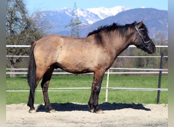 Weitere Ponys/Kleinpferde, Wallach, 5 Jahre, 145 cm, Grullo