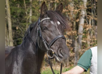 Weitere Ponys/Kleinpferde, Wallach, 5 Jahre, 145 cm, Rappe