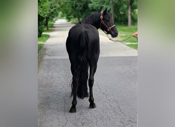 Weitere Ponys/Kleinpferde, Wallach, 5 Jahre, 145 cm, Rappe