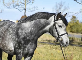 Weitere Ponys/Kleinpferde, Wallach, 5 Jahre, 146 cm, Apfelschimmel