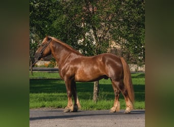Weitere Ponys/Kleinpferde, Wallach, 5 Jahre, 146 cm, Dunkelfuchs