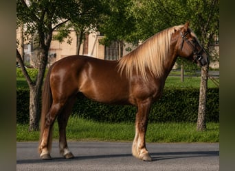 Weitere Ponys/Kleinpferde, Wallach, 5 Jahre, 146 cm, Dunkelfuchs