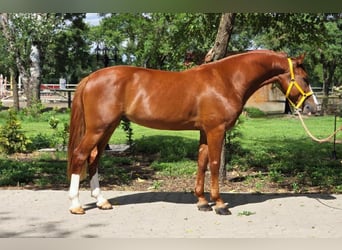 Weitere Ponys/Kleinpferde, Wallach, 5 Jahre, 146 cm