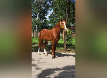Weitere Ponys/Kleinpferde, Wallach, 5 Jahre, 146 cm