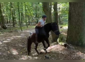 Weitere Ponys/Kleinpferde, Wallach, 5 Jahre, 146 cm, Rappe