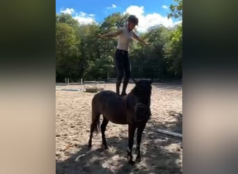Weitere Ponys/Kleinpferde, Wallach, 5 Jahre, 146 cm, Rappe