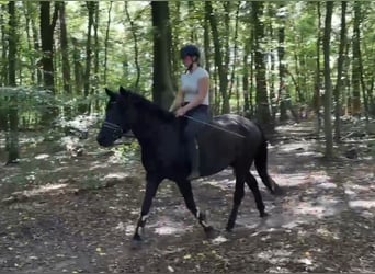 Weitere Ponys/Kleinpferde, Wallach, 5 Jahre, 146 cm, Rappe