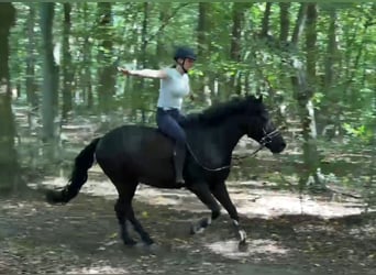 Weitere Ponys/Kleinpferde, Wallach, 5 Jahre, 146 cm, Rappe