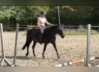 Weitere Ponys/Kleinpferde, Wallach, 5 Jahre, 146 cm, Rappe