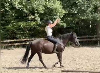 Weitere Ponys/Kleinpferde, Wallach, 5 Jahre, 146 cm, Rappe