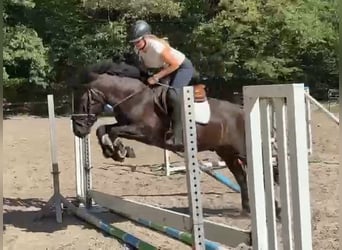 Weitere Ponys/Kleinpferde, Wallach, 5 Jahre, 146 cm, Rappe