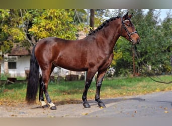 Weitere Ponys/Kleinpferde Mix, Wallach, 5 Jahre, 147 cm, Brauner
