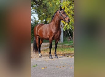Weitere Ponys/Kleinpferde Mix, Wallach, 5 Jahre, 147 cm, Brauner