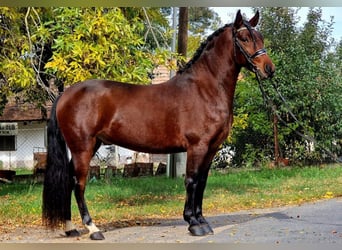 Weitere Ponys/Kleinpferde Mix, Wallach, 5 Jahre, 147 cm, Brauner