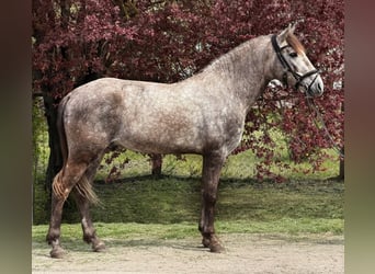 Weitere Ponys/Kleinpferde, Wallach, 5 Jahre, 147 cm