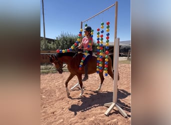 Weitere Ponys/Kleinpferde, Wallach, 5 Jahre, 148 cm, Brauner