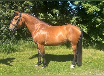 Weitere Ponys/Kleinpferde, Wallach, 5 Jahre, 148 cm