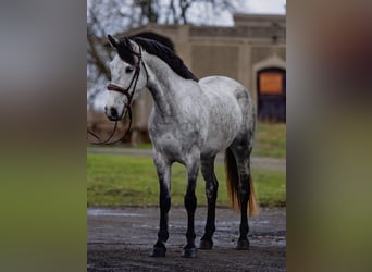 Weitere Ponys/Kleinpferde, Wallach, 5 Jahre, 149 cm, Apfelschimmel