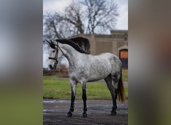 Weitere Ponys/Kleinpferde, Wallach, 5 Jahre, 149 cm, Apfelschimmel
