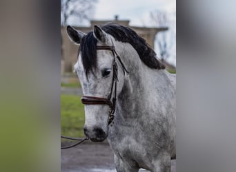 Weitere Ponys/Kleinpferde, Wallach, 5 Jahre, 149 cm, Apfelschimmel