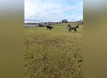 Weitere Ponys/Kleinpferde Mix, Wallach, 5 Jahre, 149 cm, Braunfalbschimmel