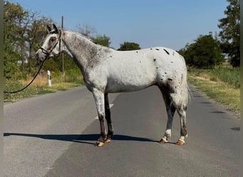 Weitere Ponys/Kleinpferde, Wallach, 5 Jahre, 149 cm, Tigerschecke