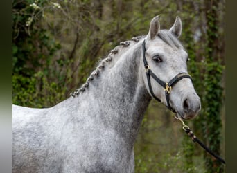 Weitere Ponys/Kleinpferde, Wallach, 5 Jahre, 150 cm, Apfelschimmel