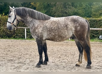 Weitere Ponys/Kleinpferde, Wallach, 5 Jahre, 150 cm, Apfelschimmel